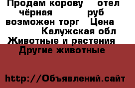 Продам корову, 5 отел, чёрная, 170 000 руб., возможен торг › Цена ­ 170 000 - Калужская обл. Животные и растения » Другие животные   